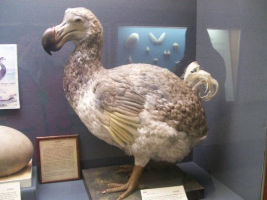 The now-extinct Dodo Bird at Carnegie Museum of Natural History.